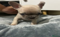 French Bulldog dogs for sale: French dog for sale  - Image 30