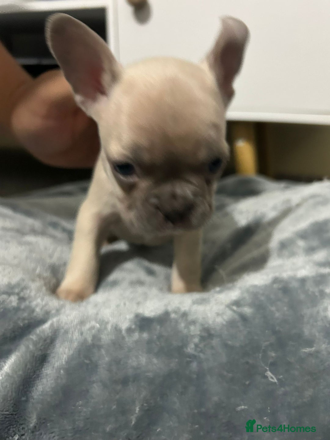 French Bulldog dogs for sale: French dog for sale  - Image 30