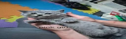 British Shorthair cats for sale: Beautiful chunky brittish short hair kittens - Advert 16