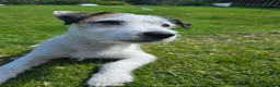 Mixed Breed dogs for sale: Jack russell/parson russell for sale in Cumnock - Advert 7