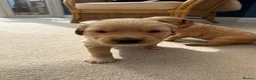 Golden Retriever dogs for sale: Kennel Club Golden Retriever Puppies Health Tested - Advert 10