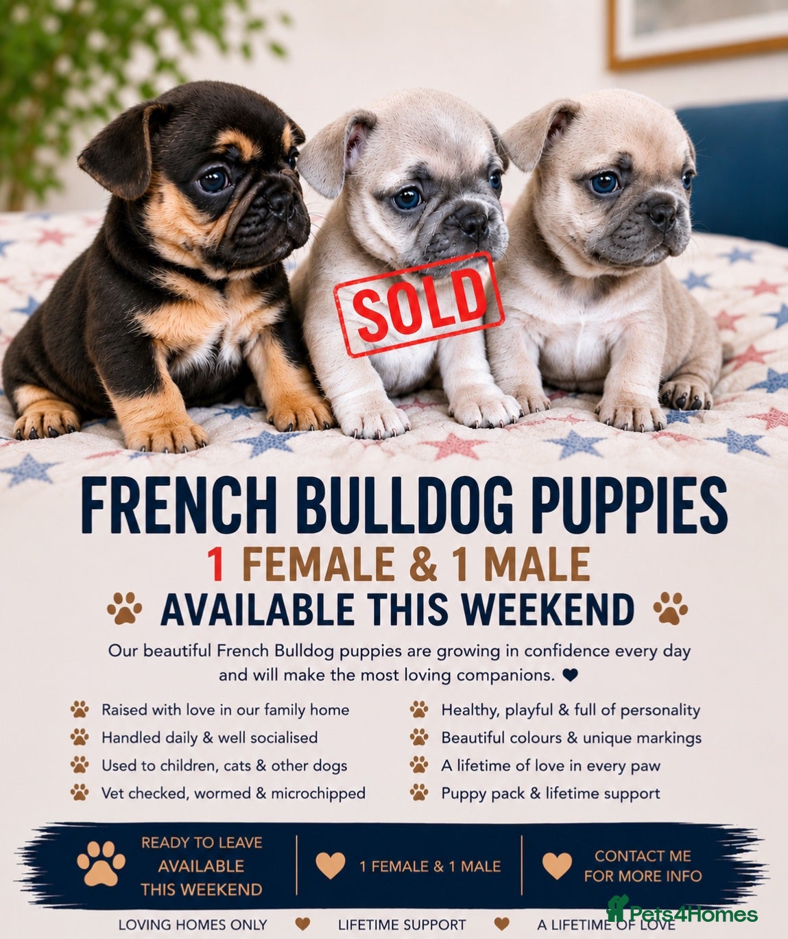 French Bulldog dogs Sweetest pups ready this weekend! - Advert 16