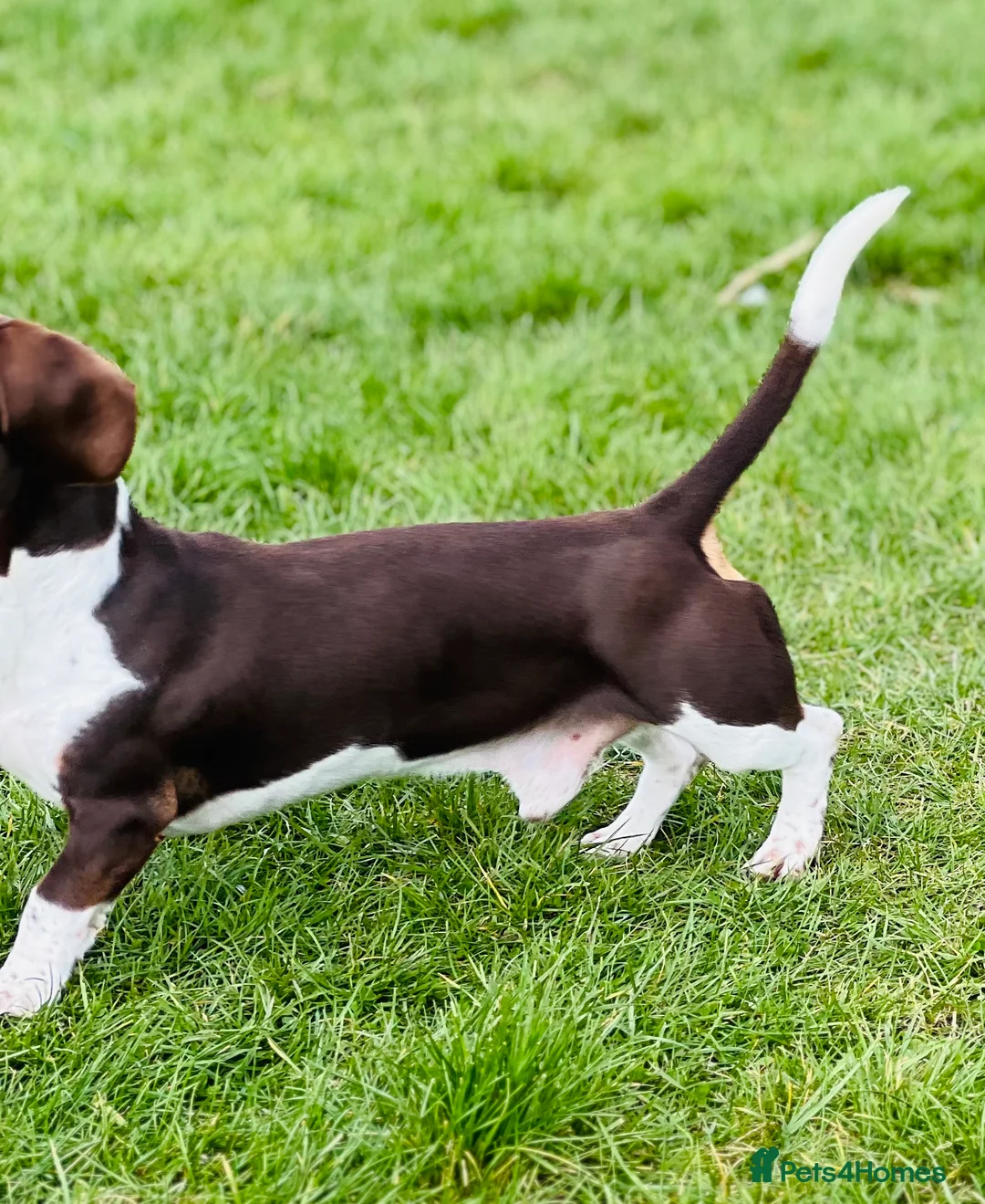 Miniature Dachshund dogs for stud: KC Miniature Dachshund in Corby - Advert 3