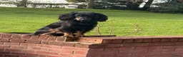 Sprocker dogs for sale: Sprocker puppies, 3/4 cocker  in Preston - Advert 3
