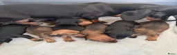 Dachshund dogs for sale: Dachshund puppies  - Advert 10