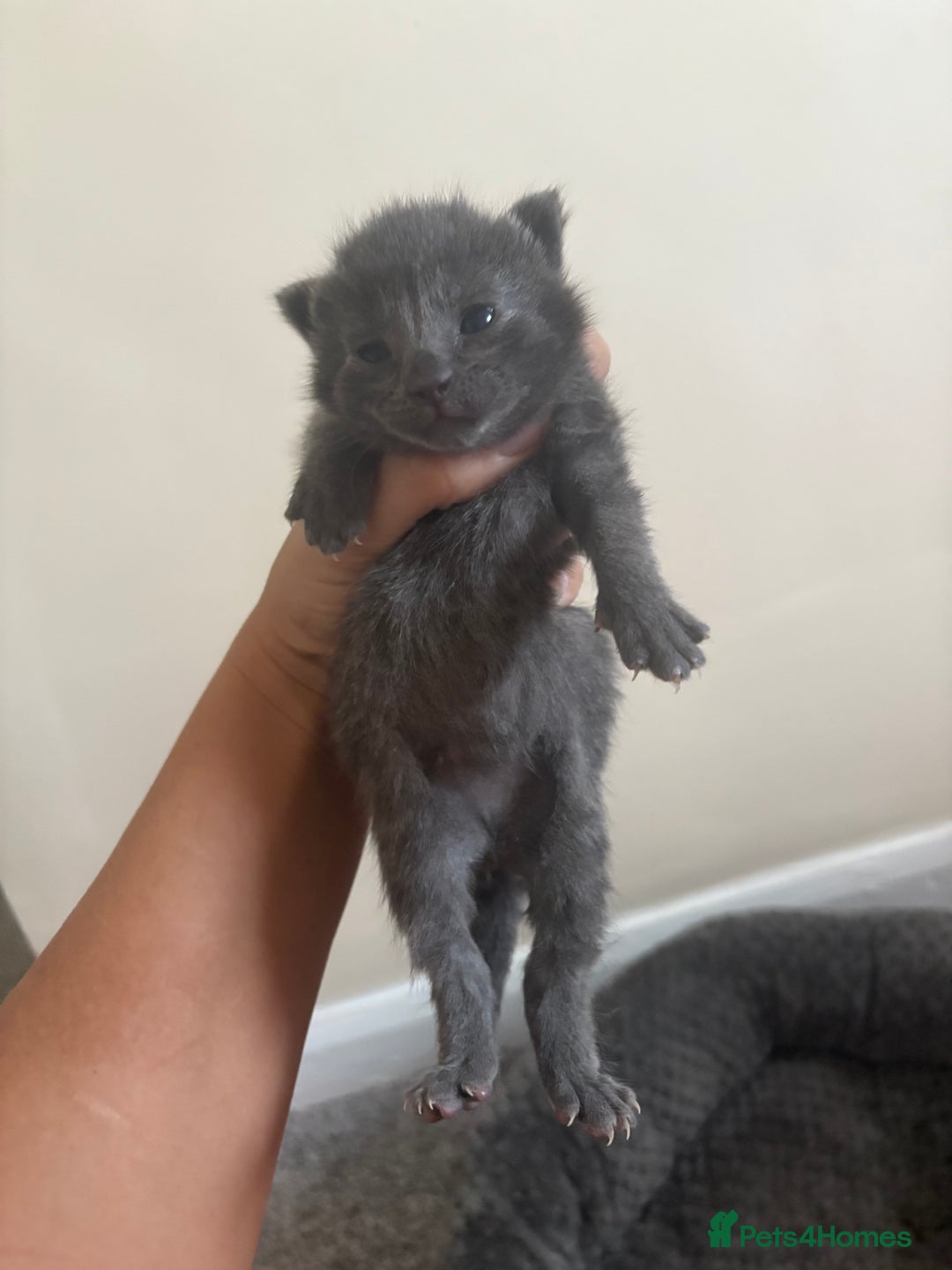 Mixed Breed cats for sale: Gray tabby & black kittens  - Image 8