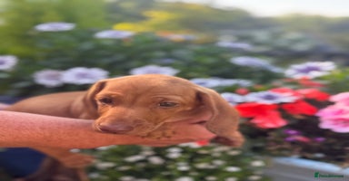 Miniature Dachshund dogs - Advert 4