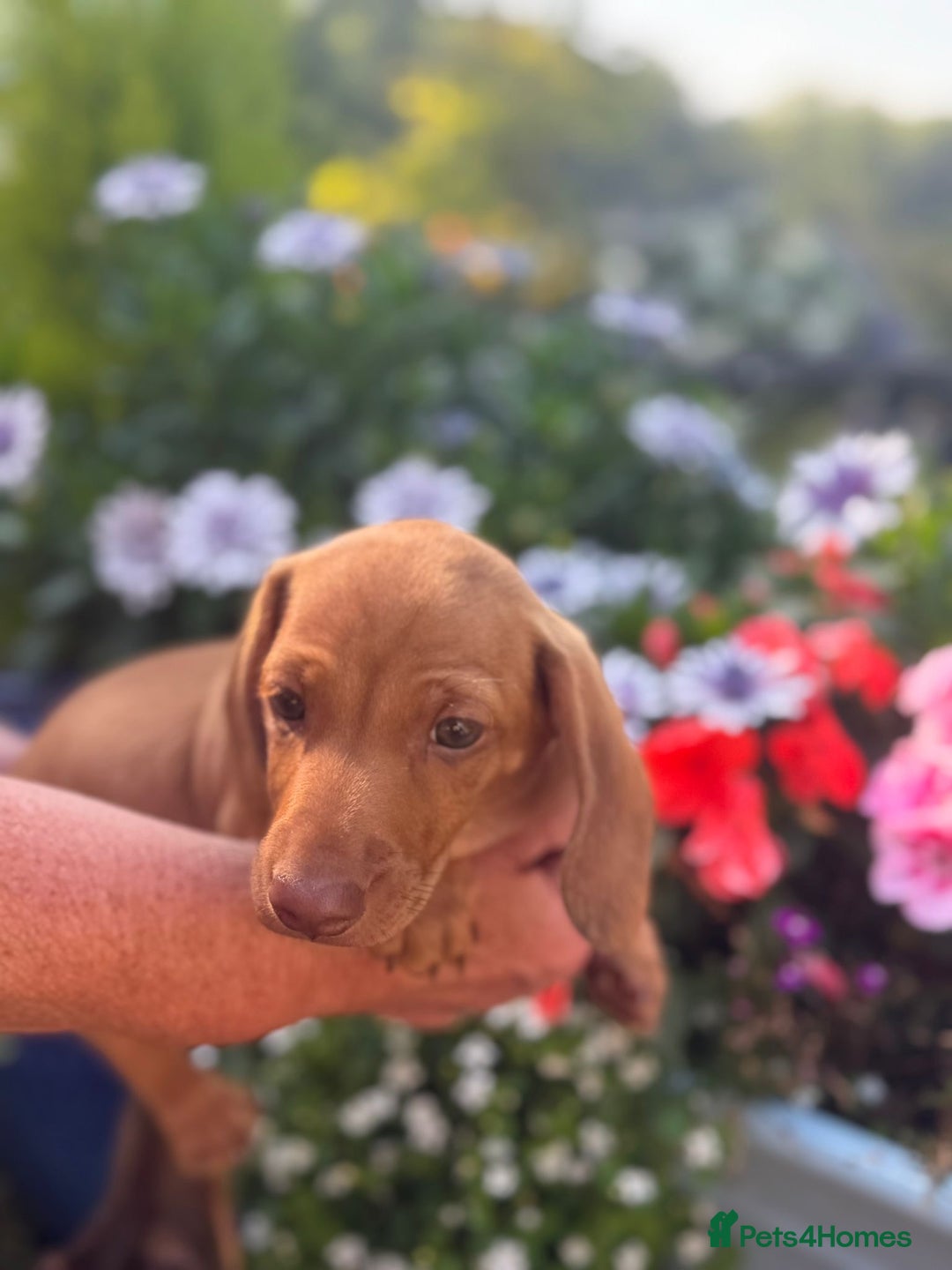Miniature Dachshund dogs for sale: Stunning pure red male dachshund puppy - Image 2
