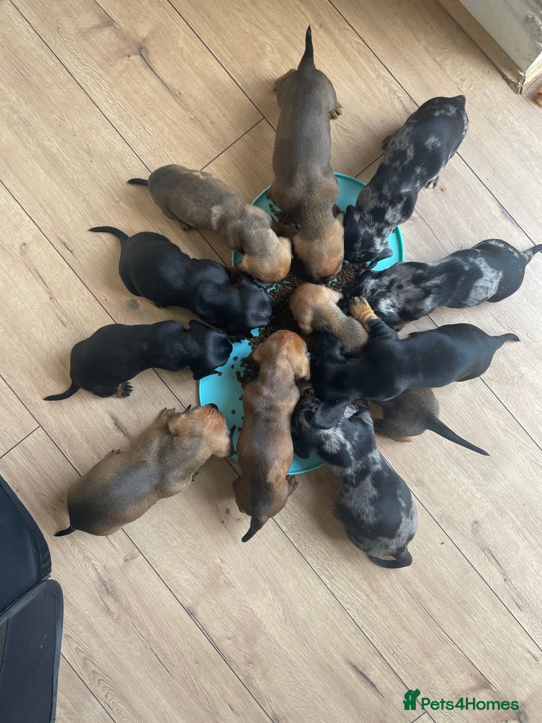 Dachshund dogs for sale: Exceptional dachshunds  - Image 8