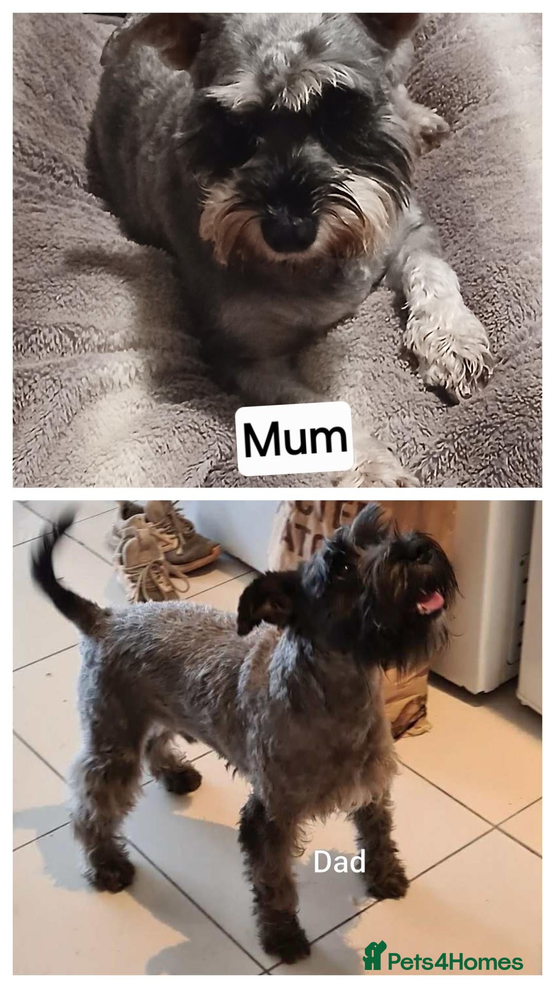 Miniature Schnauzer dogs Miniature shnauzer puppies  - Advert 2