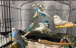 Budgerigars birds for sale: Budgies for sale - £15 each clearance - Image 7