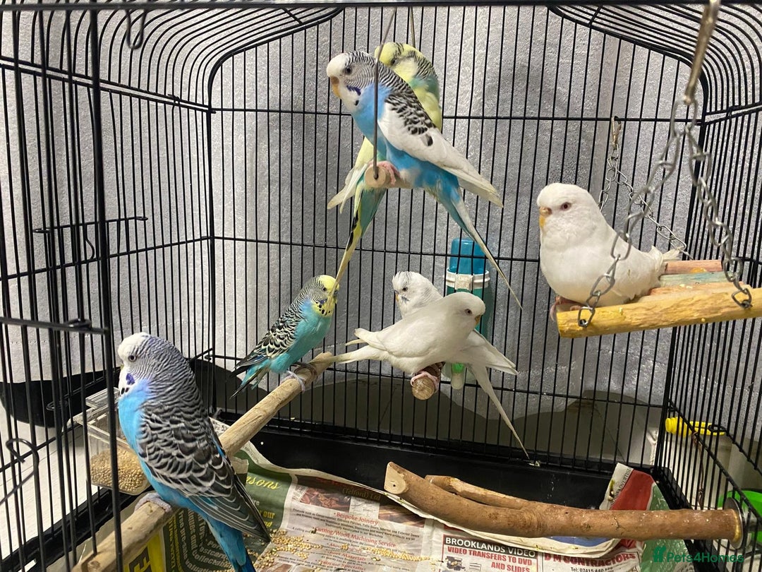 Budgerigars birds for sale: Budgies for sale - £15 each clearance - Image 7