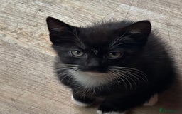 Domestic Shorthair cats for sale: Two gorgeous kittens - Tabby girl and tuxedo boy - Image 2