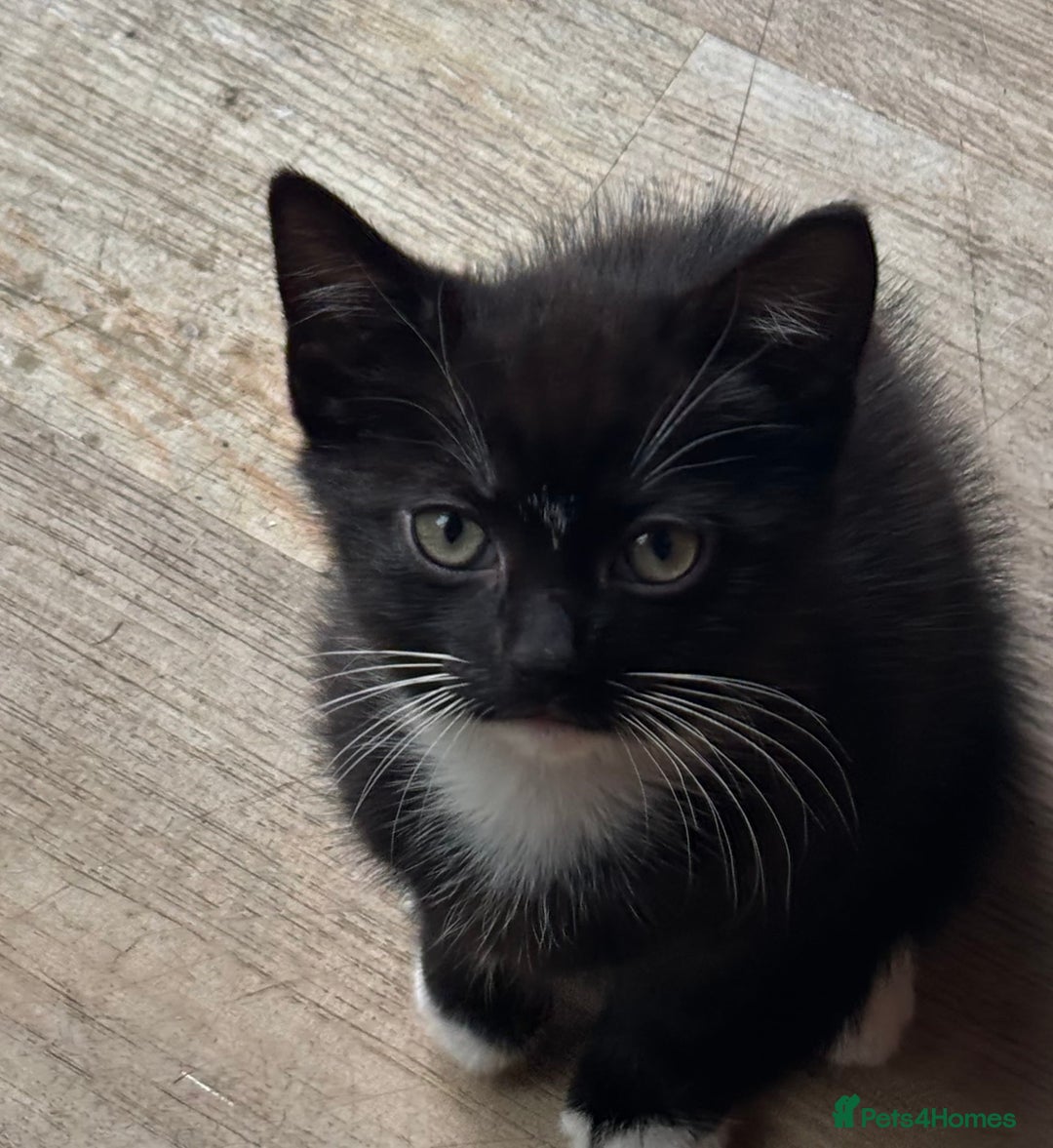 Domestic Shorthair cats for sale: Two gorgeous kittens - Tabby girl and tuxedo boy - Image 2