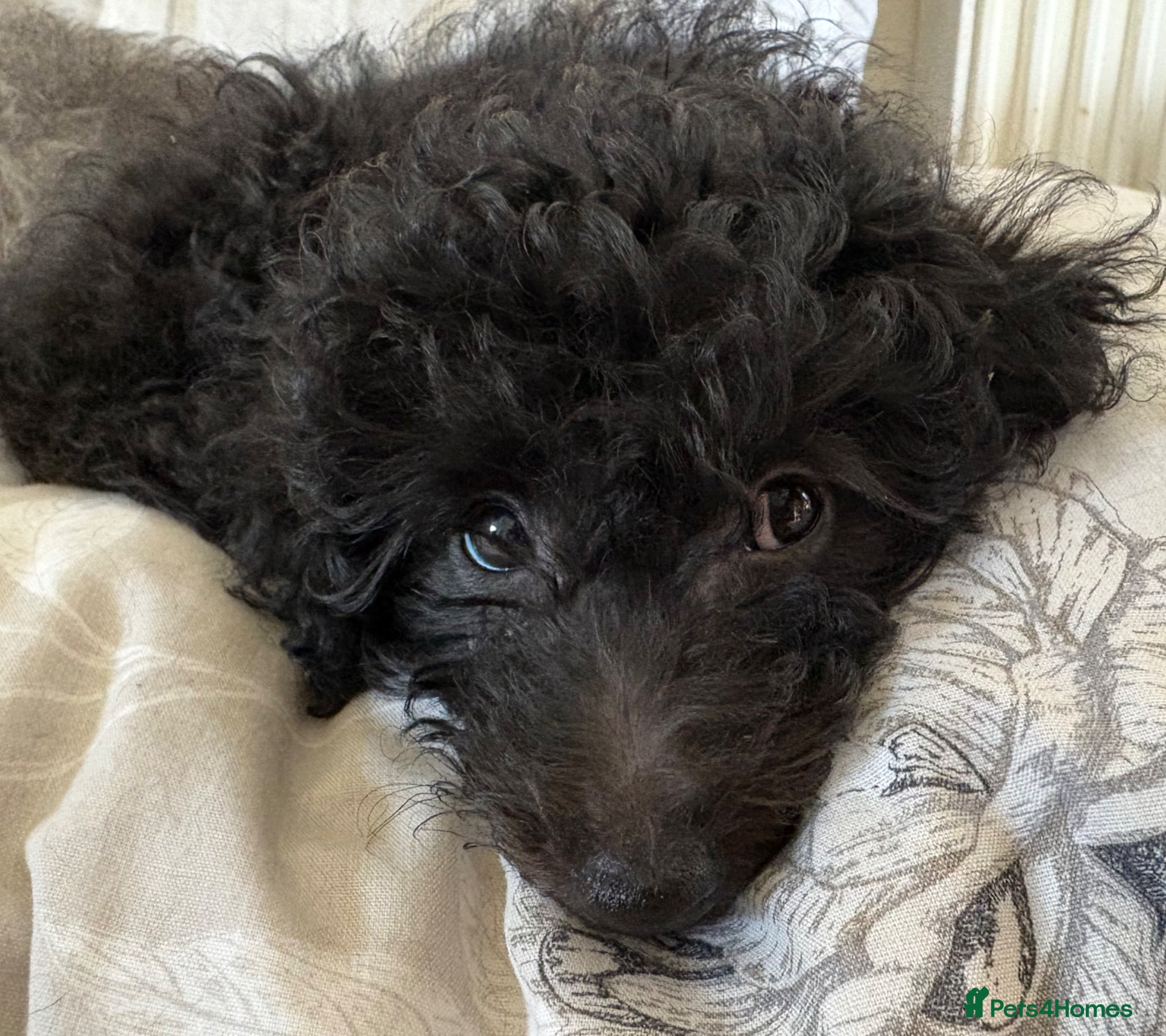 Jackapoo dogs Mini Jackapoo Puppy – 1 Boy Remaining - Advert 6