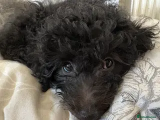 Jackapoo dogs Mini Jackapoo Puppy – 1 Boy Remaining - Advert 6