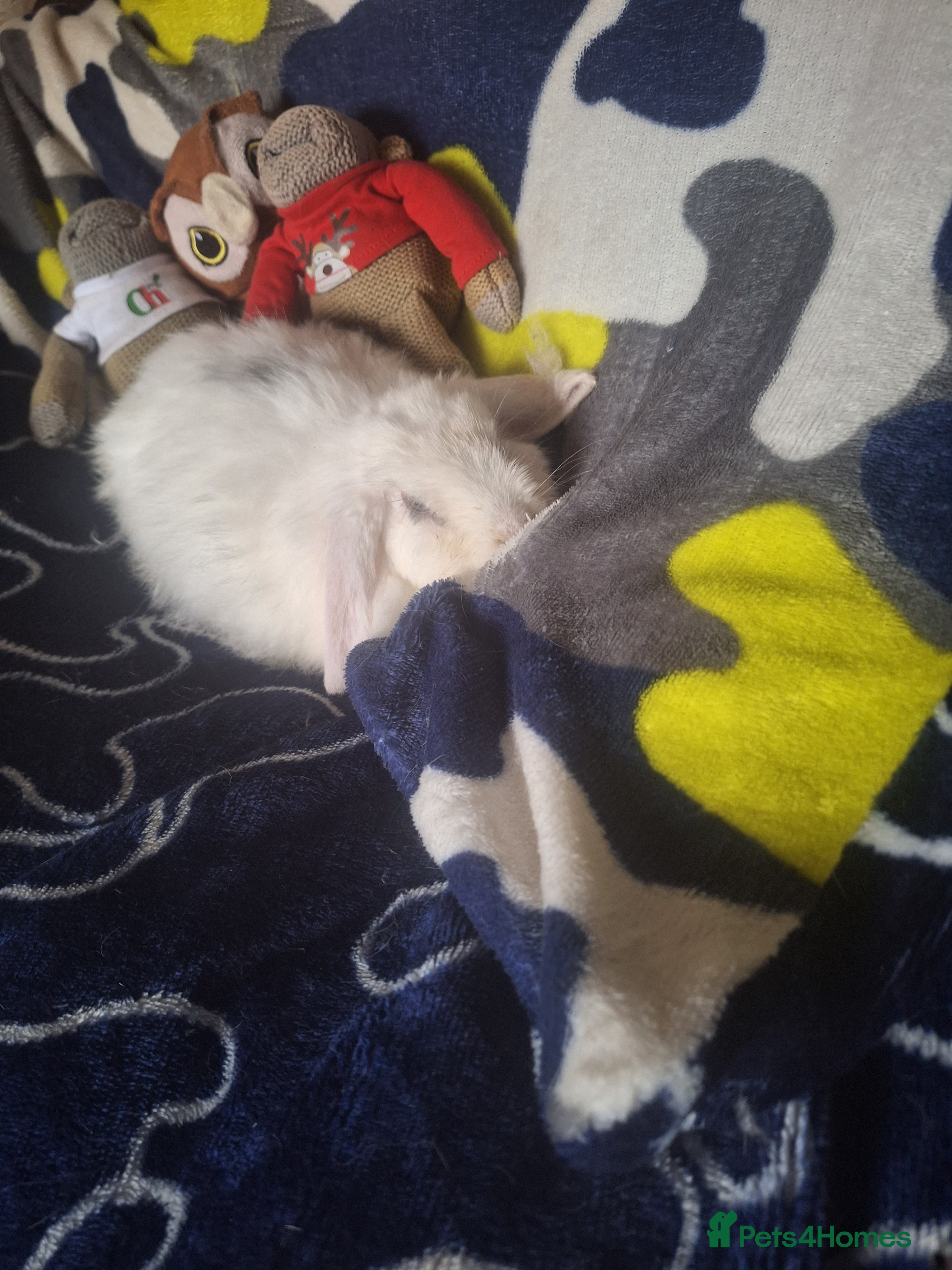 Mini Lop rabbits Pure bred mini lop.babie rabbits  - Advert 14