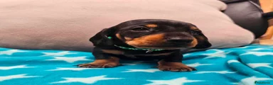 Boy Green Collar 