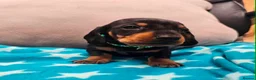 Miniature Dachshund dogs for sale: Beautiful KC Miniature Dachshund Puppies 🐾 - Advert 12