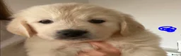 Golden Retriever dogs for sale: Outstanding Show Line KC Golden Retriever Puppies  - Advert 17