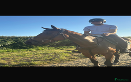 Irish Thoroughbred horses for sale: Rosie.  - Image 3