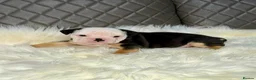 English Bulldog dogs for sale: KC registered English Bulldog Puppies  in Exeter - Advert 34