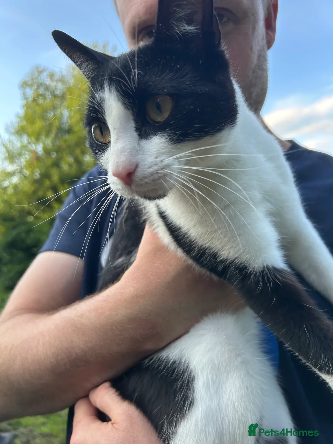 British Shorthair cats for sale: British Shorthair - Mother and Son Re-Home  - Advert 9