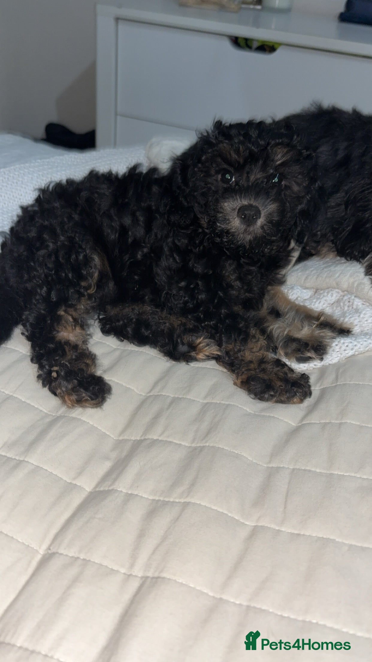 Cavapoo dogs ⭐️TOY CAVAPOO F1B 1 GIRL LEFT⭐️ - Advert 5