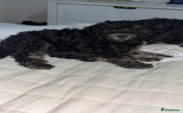 Cavapoo dogs - Advert 6