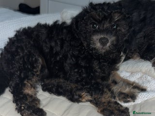 Cavapoo dogs - Advert 10