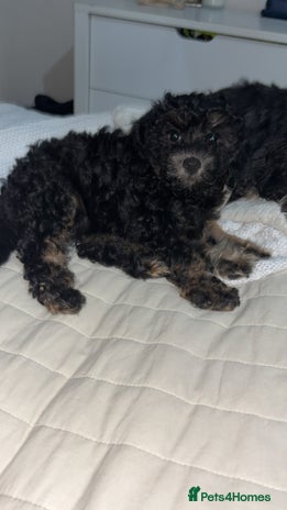 Cavapoo dogs - Advert 1