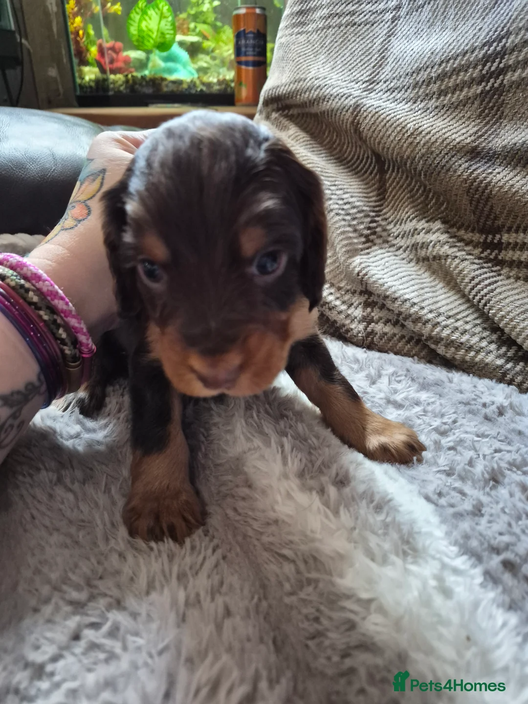 Cocker Spaniel dogs for sale: Stunning working bred cocker spaniels  - Advert 2