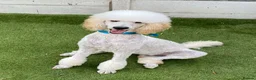 Standard Poodle dogs for stud: For stud not sale stunning standard poodle  - Advert 4