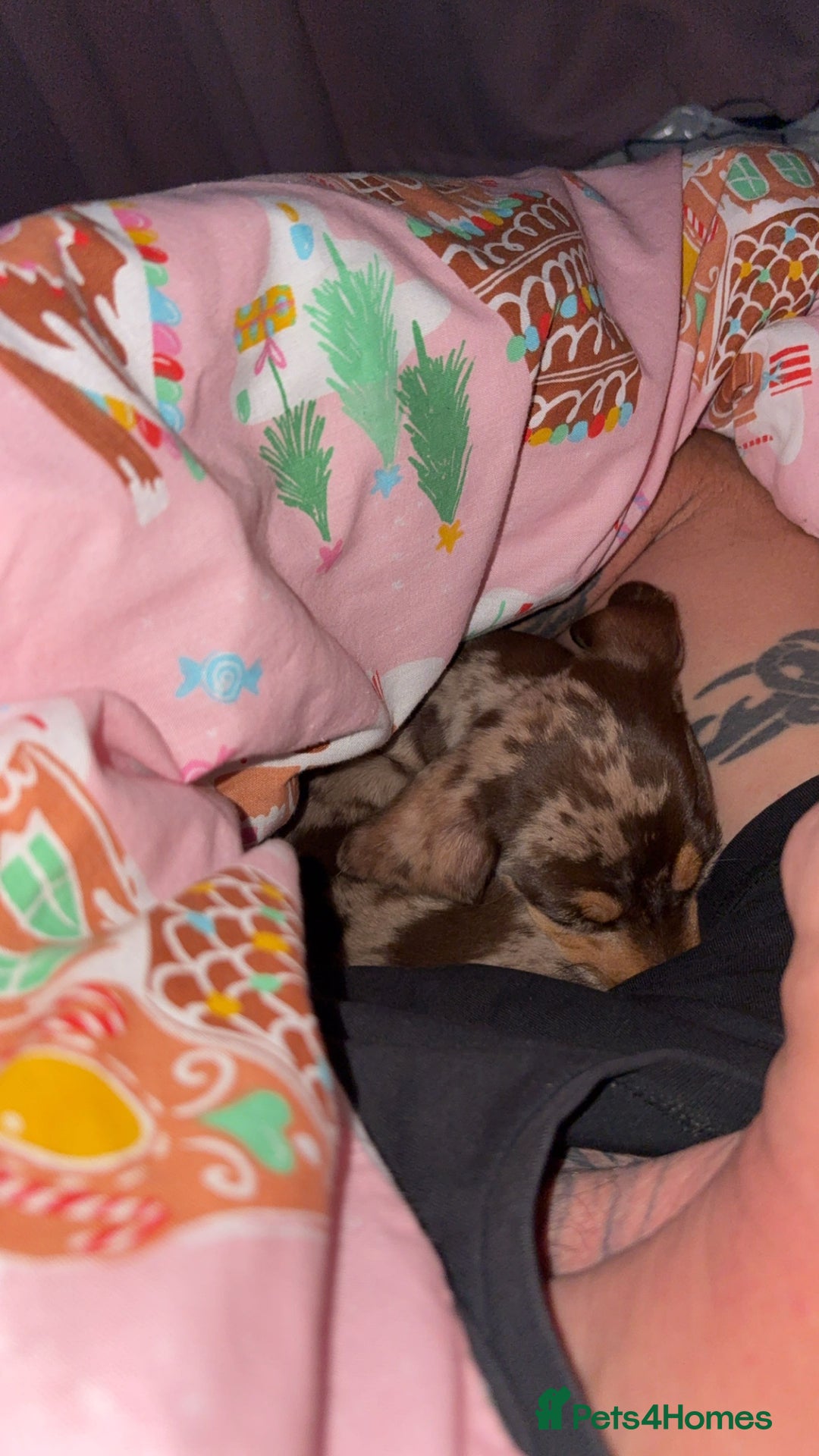 Miniature Dachshund dogs for sale: Miniature dachshund  - Advert 3