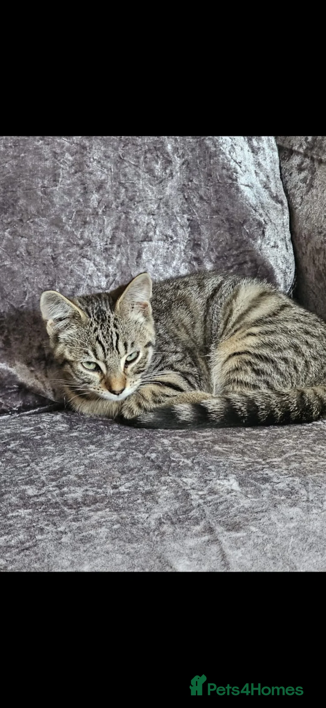 Bengal cats for sale: Female kitten - Advert 2