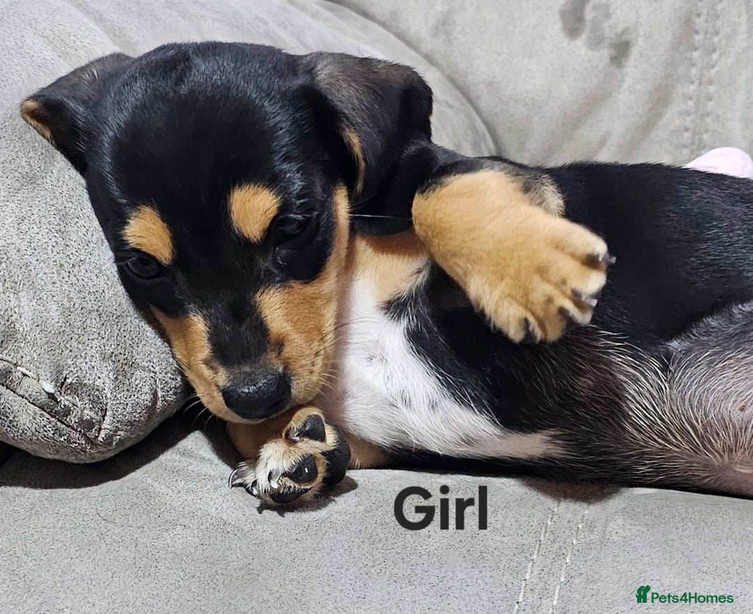 Miniature Dachshund dogs for sale: Ready boy or girl Black and tan smooth Dachshund's - Image 20