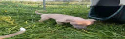 Whippet dogs for sale: 8 stunning puppies  in Okehampton - Advert 5