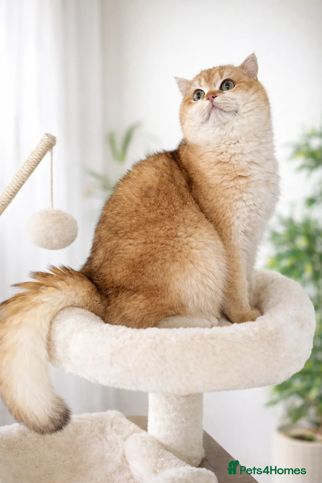 British Shorthair cats for sale: 🏆Tica registered BRI ny12 British Shorthair Boy🏆 - Advert 4