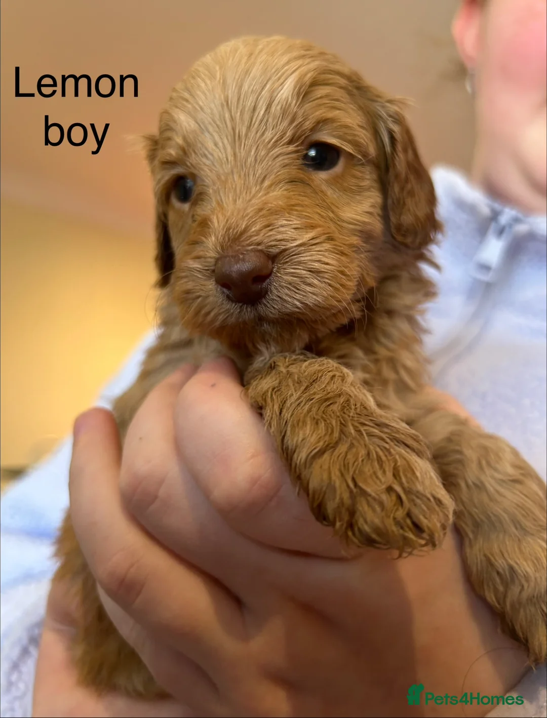 Cockapoo dogs for sale: F1B Cockapoo puppies - Advert 21