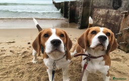 Beagle dogs for stud: TOP PRODUCING STUD CRUFTS QUALIFIED, CHAMPION BRED in Birmingham - Image 9