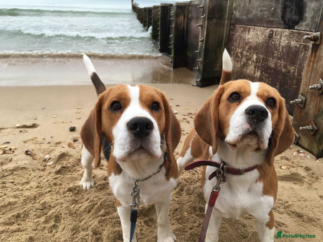 Beagle dogs for stud: TOP PRODUCING STUD CRUFTS QUALIFIED, CHAMPION BRED in Birmingham - Image 9