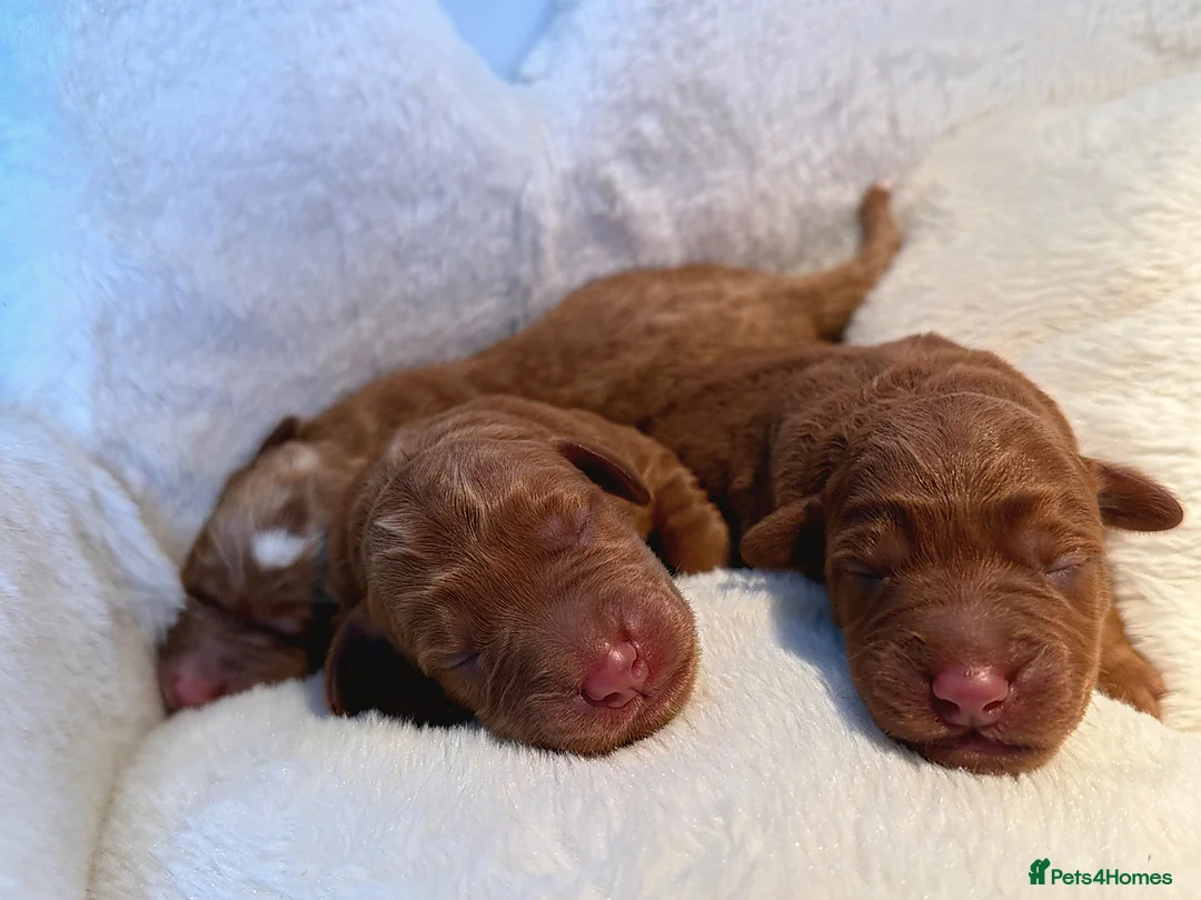 Labradoodle dogs for sale: 🧸Beautiful teddy bear F1 Labradoodles🧸  - Advert 1
