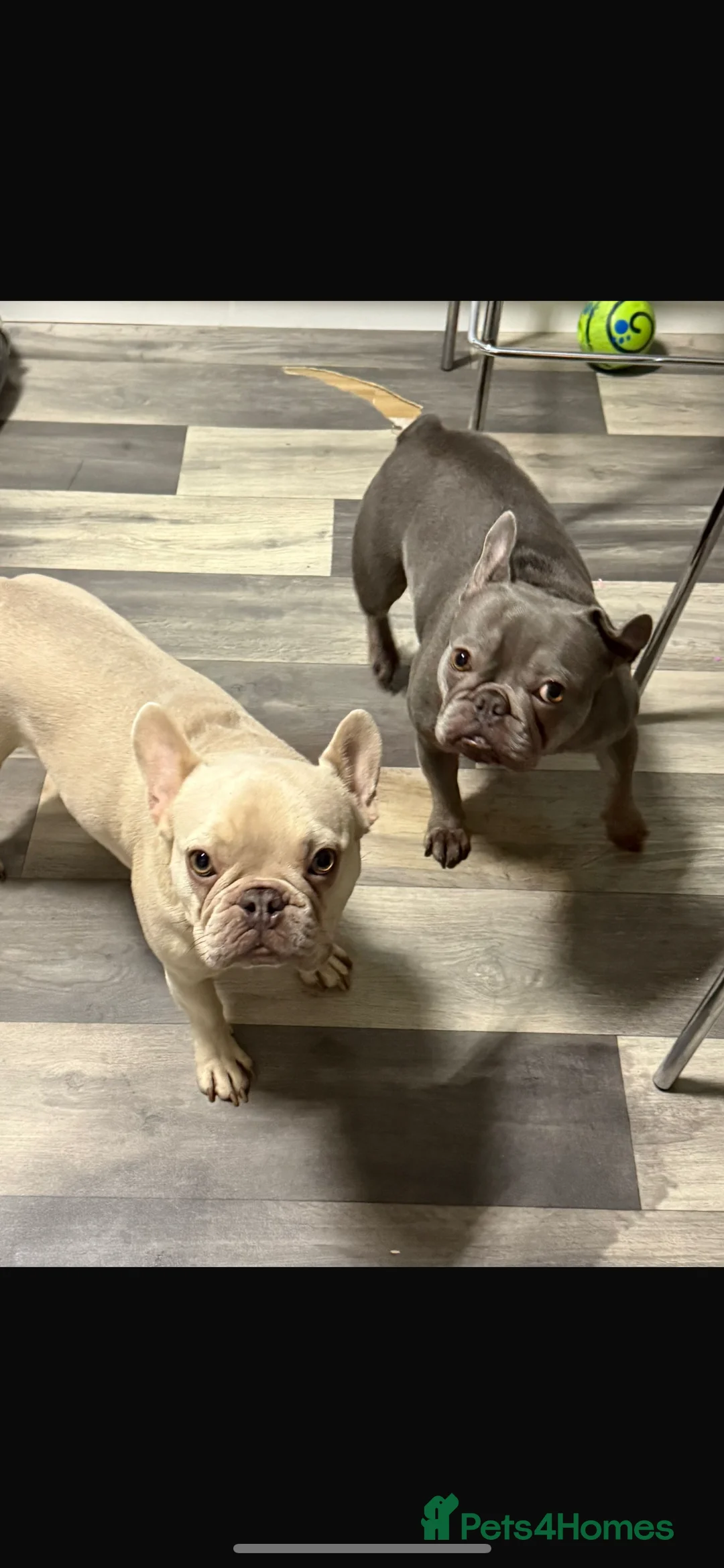 French Bulldog dogs for sale: Two little french bulldogs  - Advert 3