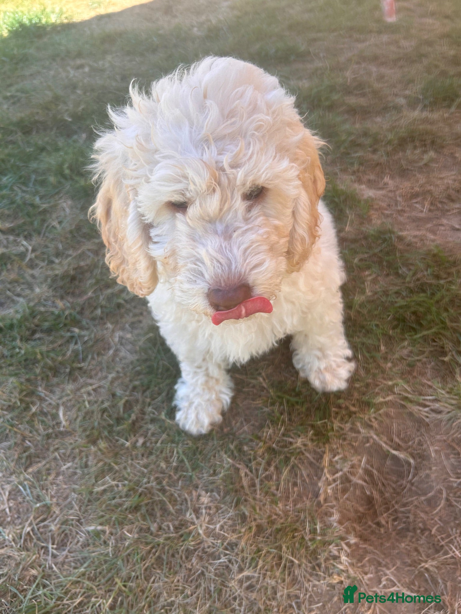 Labradoodle dogs £1000 Rare multi generational labradoodle Puppies - Advert 2