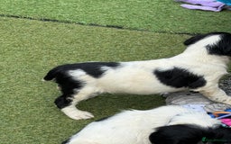 English Springer Spaniel dogs for sale: Kc reg  dna tested springer spaniels  - Image 15