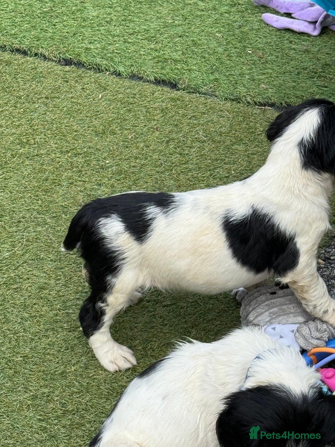 English Springer Spaniel dogs for sale: Kc reg  dna tested springer spaniels  - Image 15