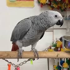 Parrots birds Male African Grey - Advert 1