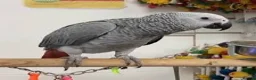 Parrots birds for sale: Male African Grey - Advert 1
