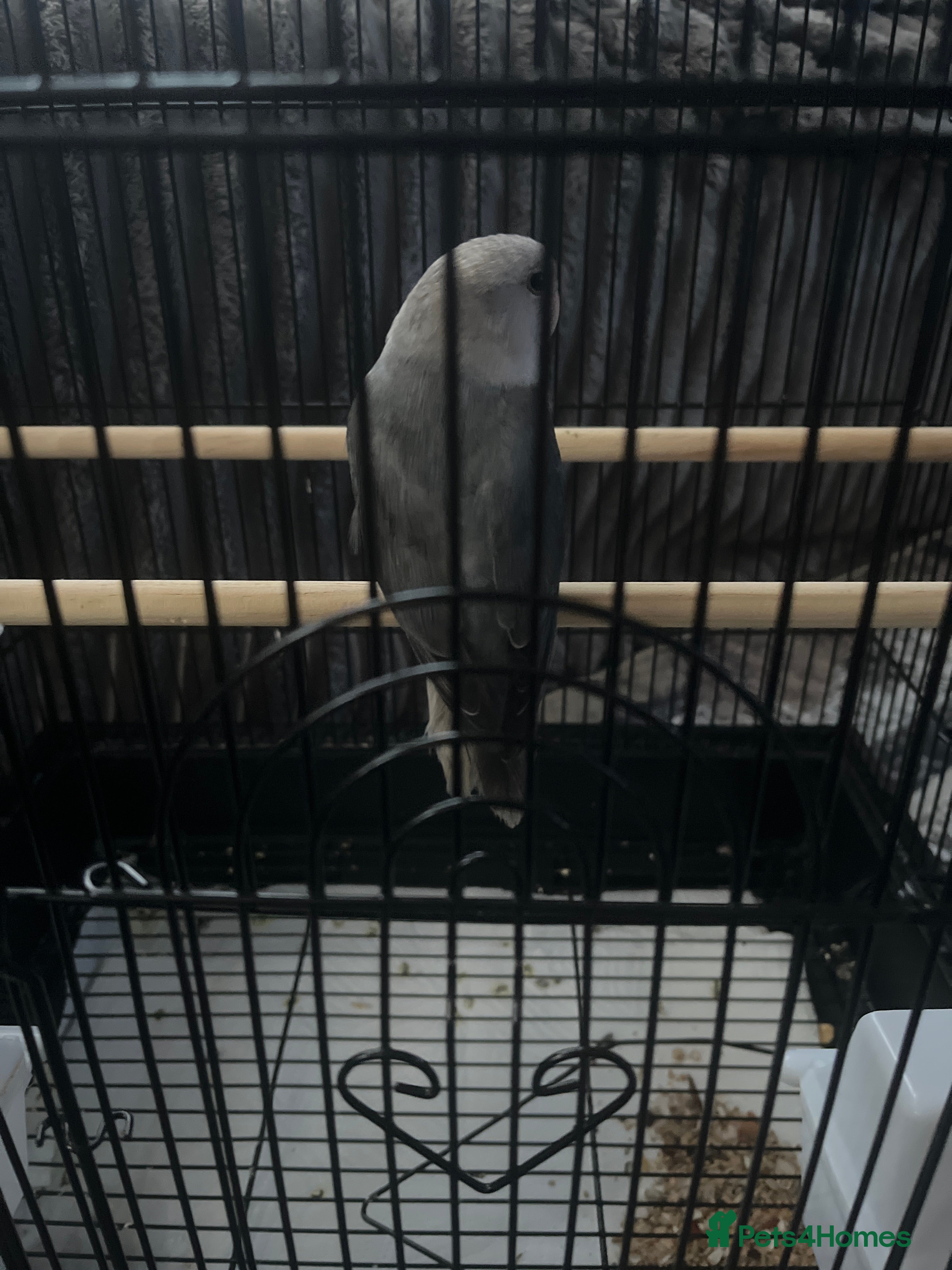 Lovebirds birds BABY LOVEBIRD FOR SALE - Advert 1