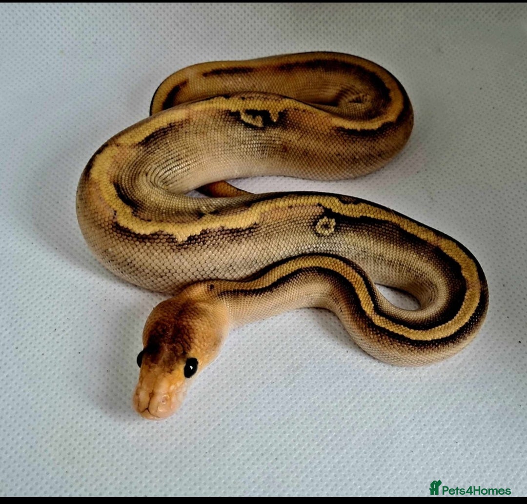 Python Snake reptiles for sale: Baby royal python  - Image 5